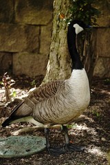 Canada Goose close up, selective focus
