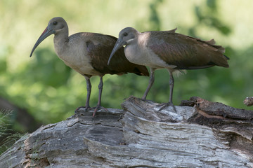 Ibis hagedash,.Bostrychia hagedash ,Hadada Ibis, Afrique du Sud