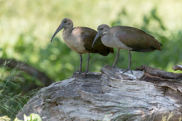 Ibis hagedash,.Bostrychia hagedash ,Hadada Ibis, Afrique du Sud