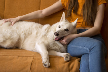 The girl strokes and caresses a white West Siberian husky Laika dog, which lies on a yellow sofa,...
