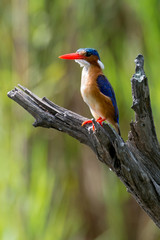 Martin pêcheur huppé,.Corythornis cristatus , Malachite Kingfisher