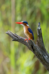 Martin pêcheur huppé,.Corythornis cristatus , Malachite Kingfisher