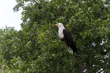 Pygargue vocifère,.Haliaeetus vocifer, African Fish Eagle