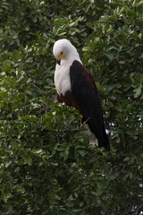 Pygargue vocifère,.Haliaeetus vocifer, African Fish Eagle