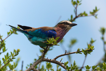 Rollier à longs brins,. Coracias caudatus, Lilac breasted Roller
