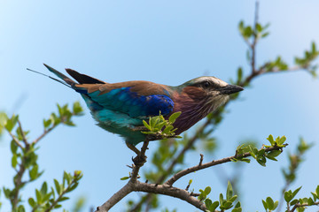 Rollier à longs brins,. Coracias caudatus, Lilac breasted Roller