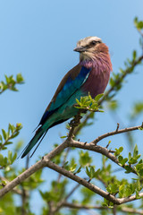 Rollier à longs brins,. Coracias caudatus, Lilac breasted Roller