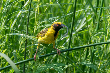 Tisserin intermédiaire,.Ploceus intermedius, Lesser Masked Weaver