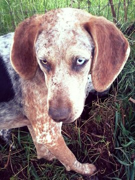 Close-up Of Bluetick Coonhound Standing On Field