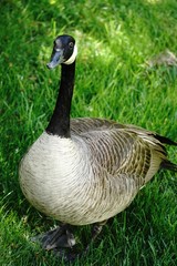 Canada Goose close up, selective focus