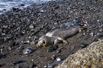 Strong emotional image of a dead baby seal