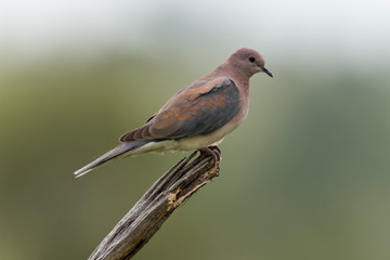 Tourterelle maillée,.Spilopelia senegalensis , Laughing Dove