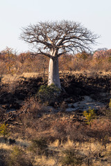 Lone young baobab tree between rocks