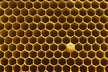 close up image of yellow  beecomb background with empty cells for honey with hexagon shapes, apiculture concept
