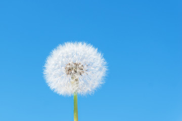 big white round dandelion on blue sky background, soft and delicate flower, fragility of nature
