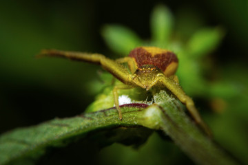 Crab spider close up in the position hunting and waiting for the prey