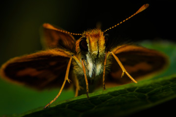 Close-up cute orange moth resting on the leaf