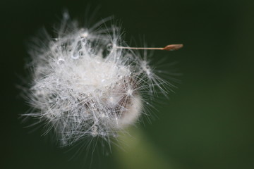 Close-up Of Dandelion Against Blurred Background