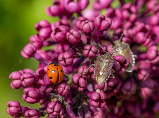 close up of bedbugs and a ladybug on a branch of beautifully blooming lilac