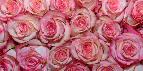 Background of beautiful flowers. rosebud. Design. Сlose up.