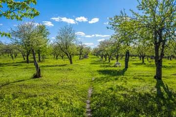 Fototapeta na wymiar Slender rows of Apple trees in bloom against a bright blue sky