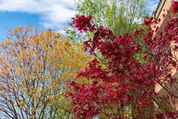Japanese Red Leaf Maple Tree with Colorful Trees in the Background during Spring next to a Residential Building in Astoria Queens New York