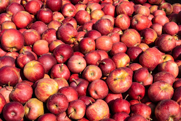 Äpfel Sorte Gala