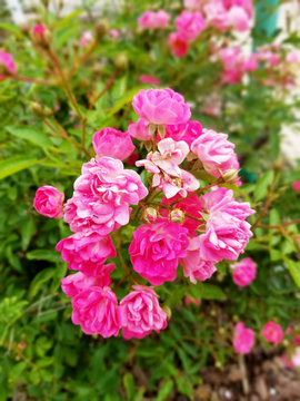 pink flowers in garden © Anthony