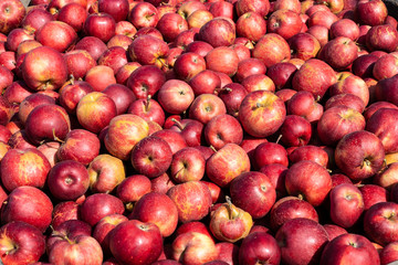 Äpfel Sorte Gala