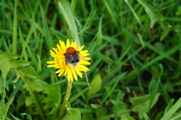 bumblebee, flower, nature, spring