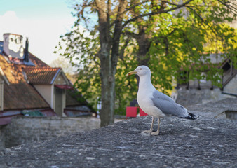 The beautiful view in old city Tallinn Estonia