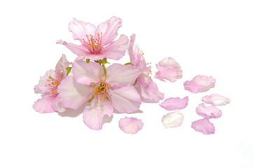 Naklejka na ściany i meble Japanese cherry blossom and petals