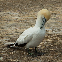 Gannets in colony on Cape Kidnappers,Hawke's Bay on North Island of New Zealand  

