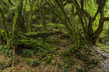 Obraz premium Forest on Lou's Lookout at Lake Waikaremoana,Hawke's Bay on North Island of New Zealand 