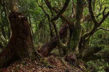 Fototapeta premium Forest on Ngamoko Track at Lake Waikaremoana,Hawke's Bay on North Island of New Zealand 