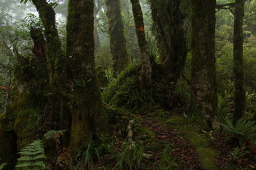 Forest on Ngamoko Track at Lake Waikaremoana,Hawke's Bay on North Island of New Zealand 
