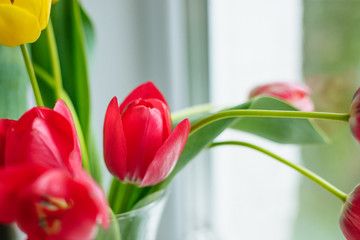 Spring tulip flowers bouquet over blue bright color background