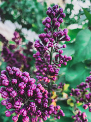 pink and purple flowers