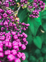 pink and purple flowers