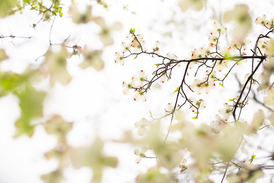 White Dogwood in bloom during the spring