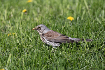 Rowan thrush in green spring grass looking for worms