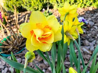 Yellow narcissus flower in garden