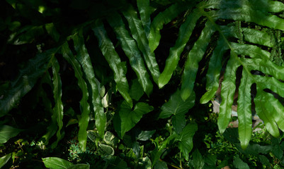 Green leaves in the tropical garden