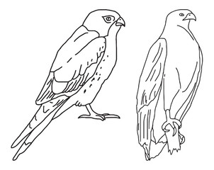 Set of hand drawn birds in black and white, isolated vector illustrations