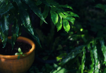 Green leaves in the tropical garden