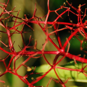 Close-up Of Red Twigs During Autumn