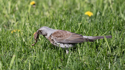 Rowan thrush in green spring grass looking for worms
