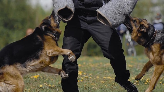 Two cynologist Shepherd dogs bite and cling to the criminal's hand during training show. Police performance outdoor. Military dog follow army officer's commands. Special forces demonstration.