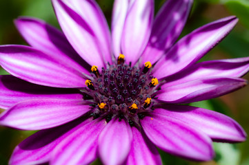 Fototapeta premium close up of a purple flower