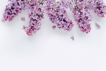 lilac flowers on a white background. the view from the top